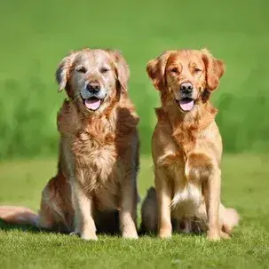 WaryTube8220의 Dog Sitting