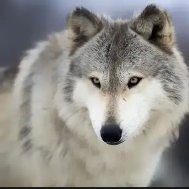 Profile image of 늑대