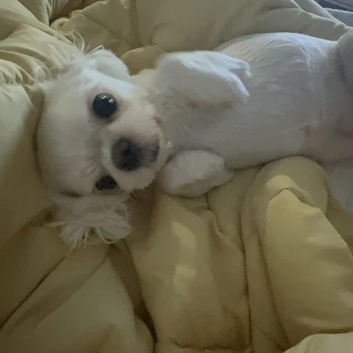 보미