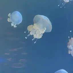 Profile image of 천카이원