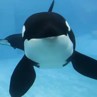 Profile image of チシャ