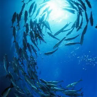 Profile image of コザ
