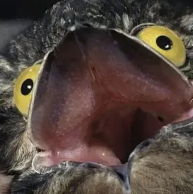 Profile image of Something