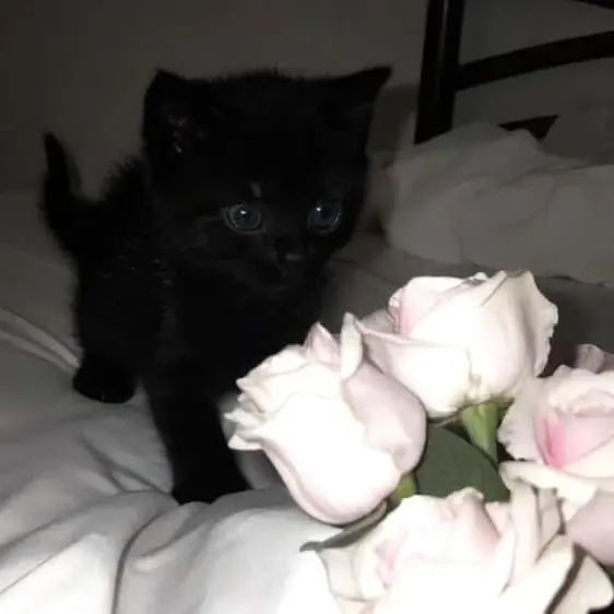 Nonoghostsbut의 마녀님의 고양이