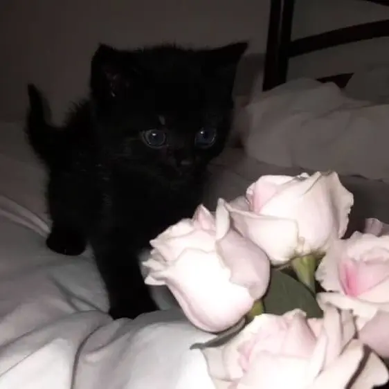 Nonoghostsbut의 마녀님의 고양이