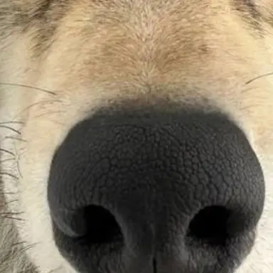 Profile image of 늑대