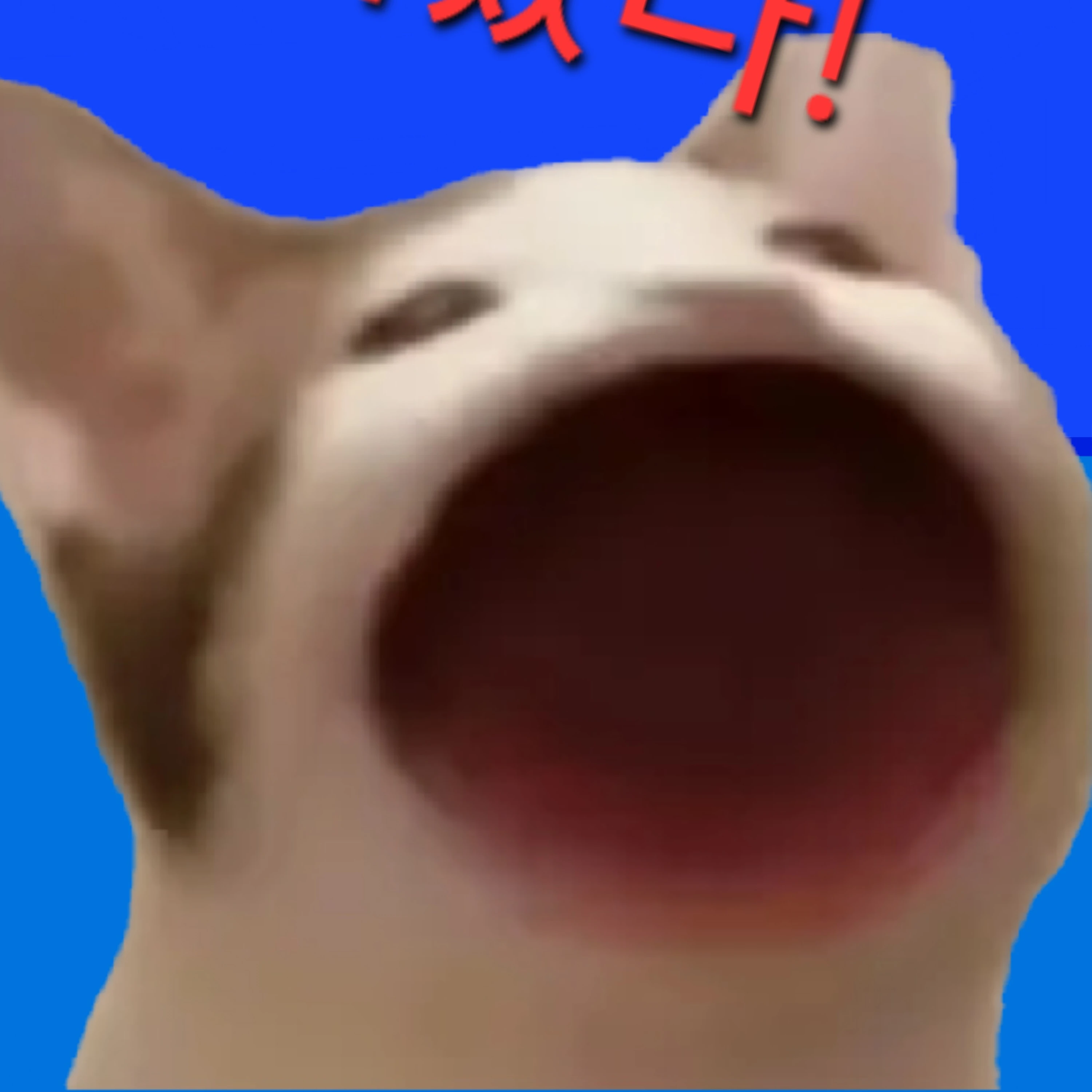경켓