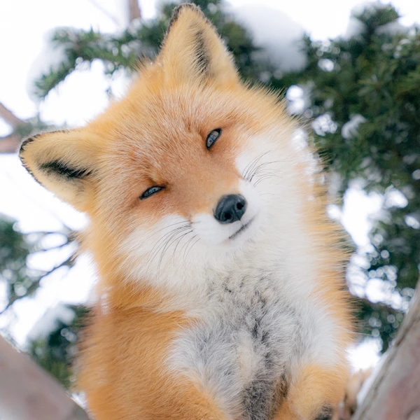 キツネ