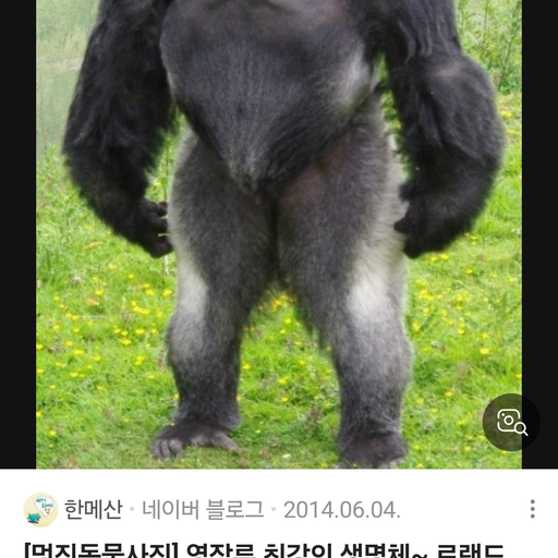 로랜드고릴라 대표 이미지