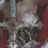 ウィリアム
