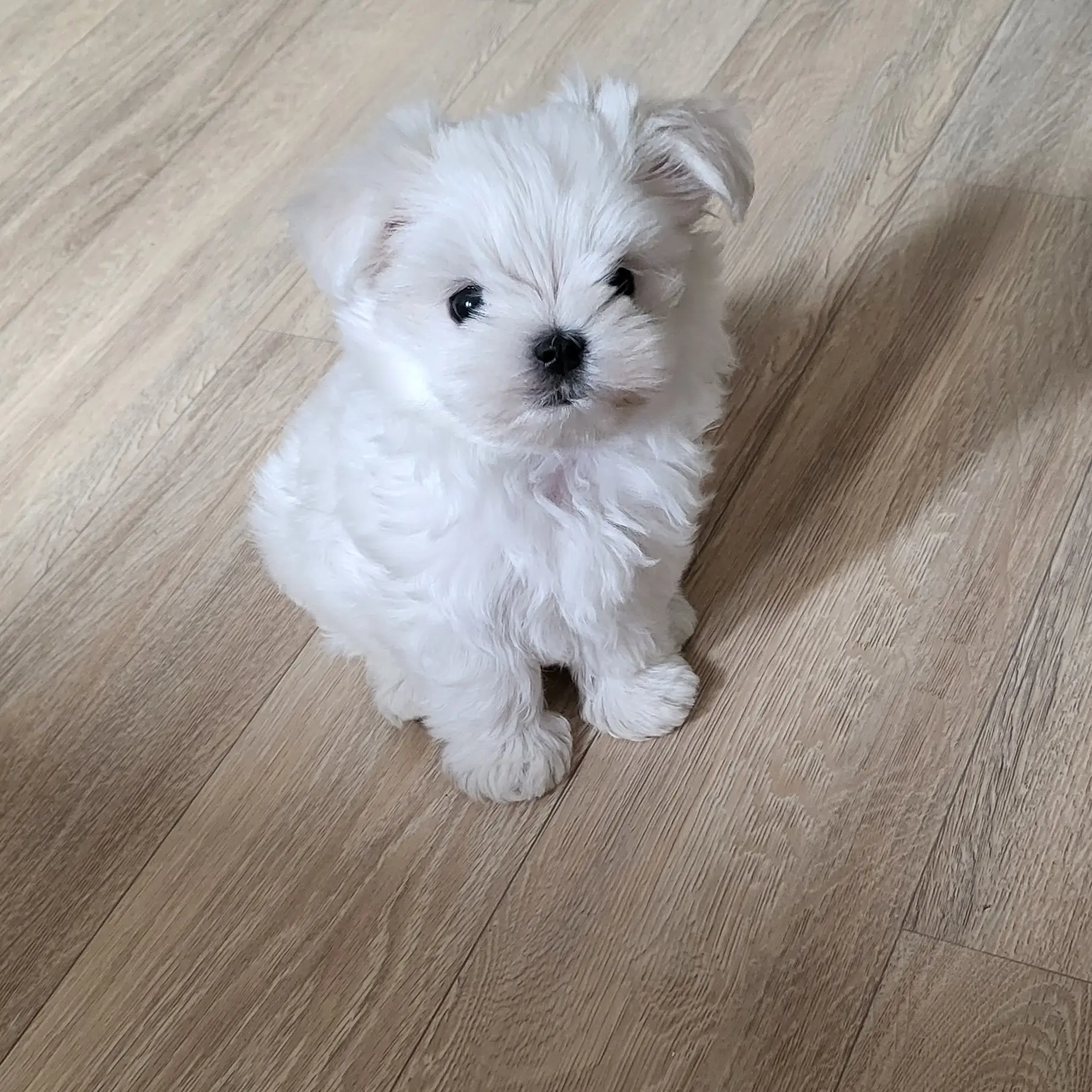 _7204의 키스만 하고 사는 찐남매