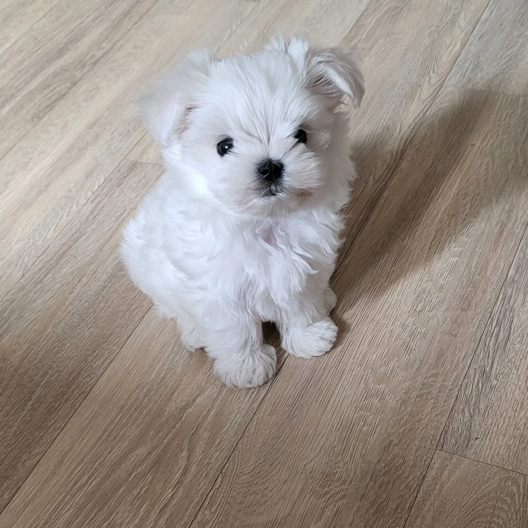 김이한