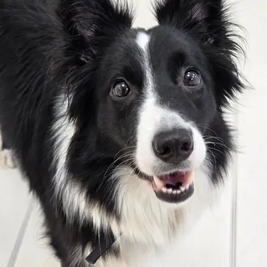 Profile image of 번개