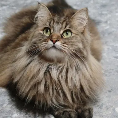 Profile image of 호두