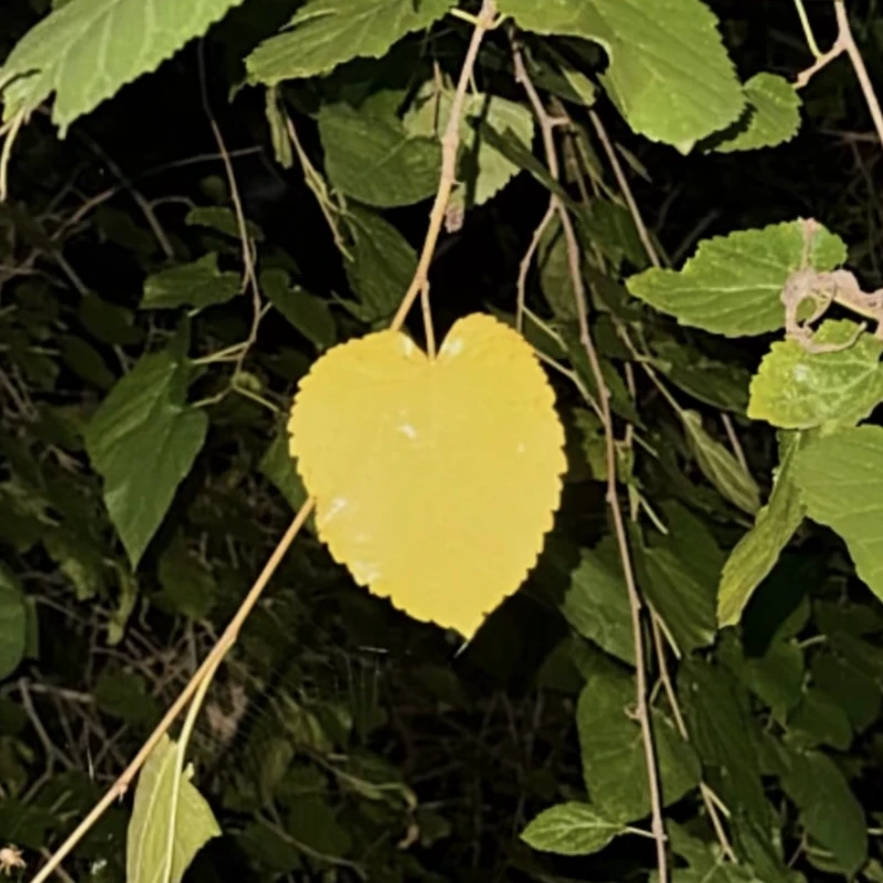 권지용