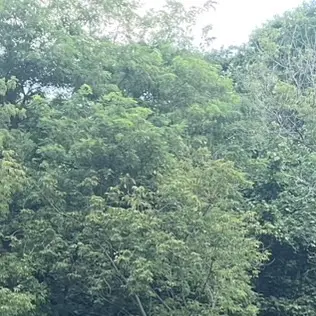 Profile image of まゆか