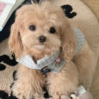 Profile image of 딸기