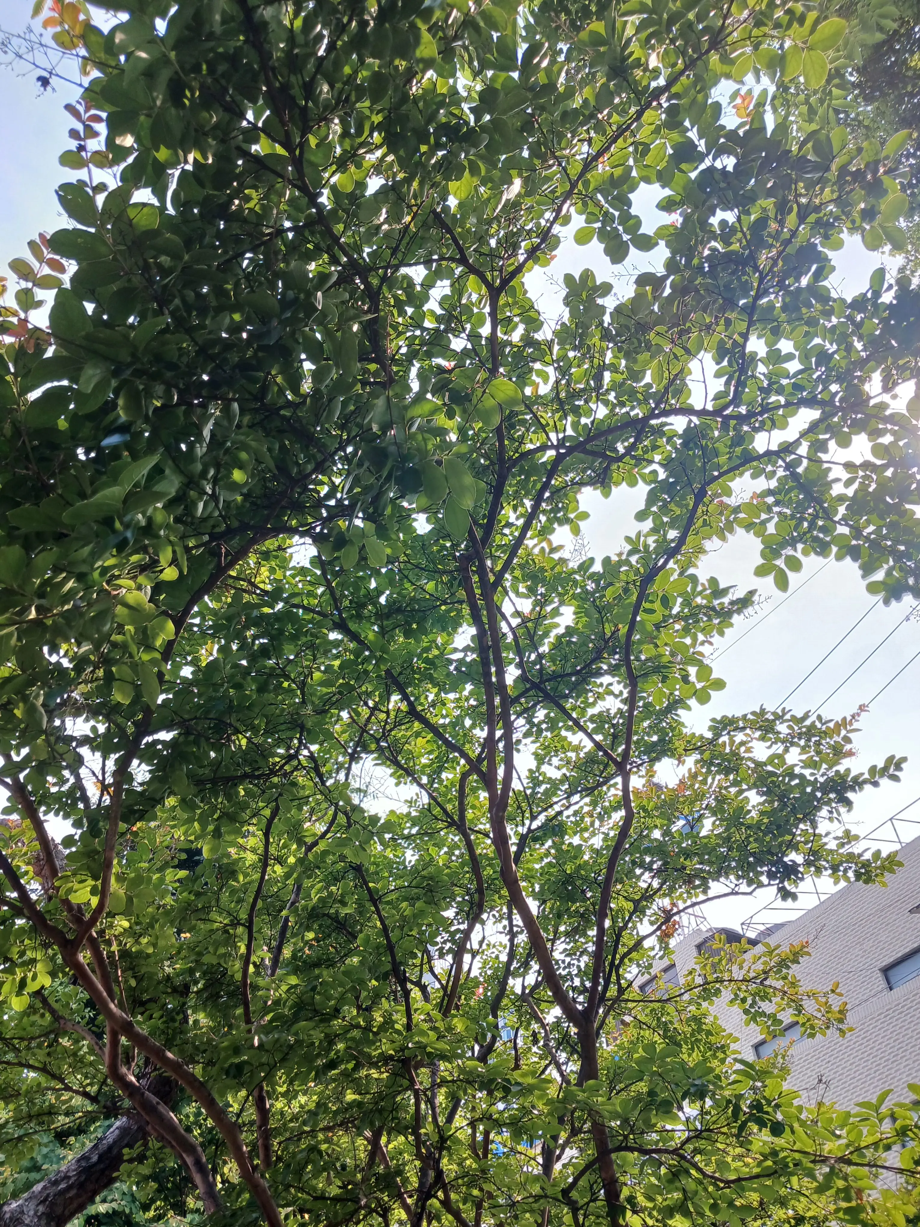 TacitRice9328의 귀멸의 칼날×체인소맨