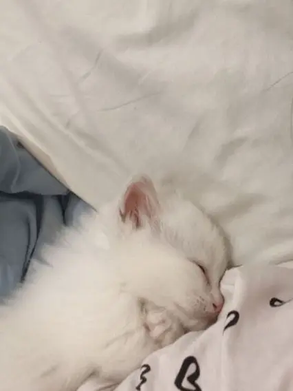 Y_J.SoNJN.의 ……うちの猫、様子が変すぎる。