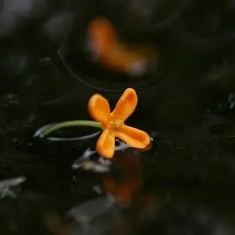 Profile image of 尾形