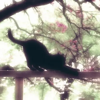 Profile image of カエラン