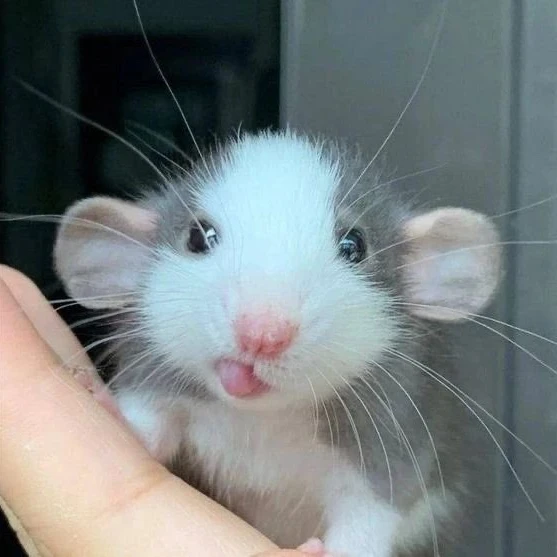 백이