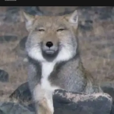 Profile image of 여우