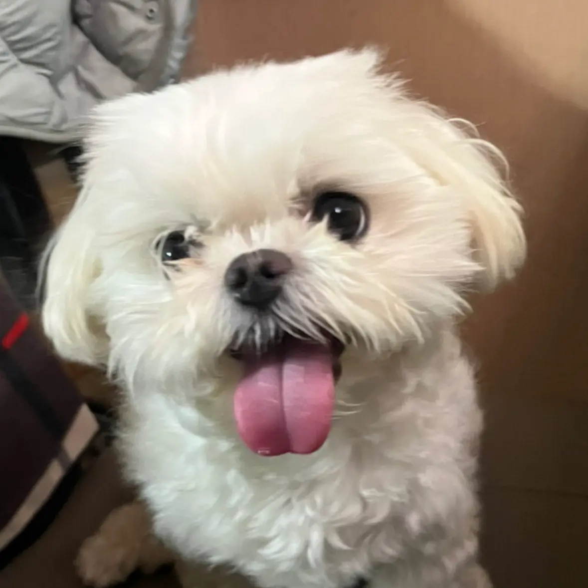 mangsangs의 행우