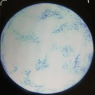 Profile image of 리겔