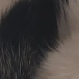 Profile image of ブリ子