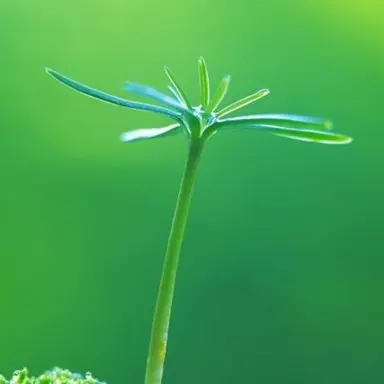 Profile image of 정공룡