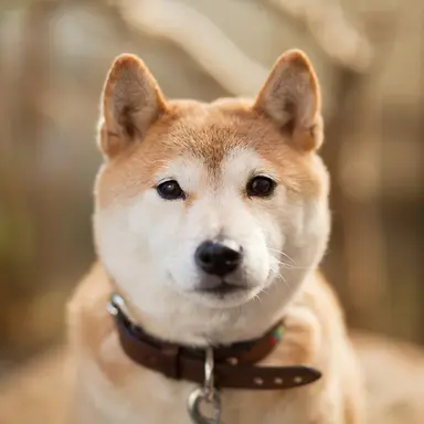 Profile image of Pochi