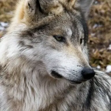 Profile image of 늑대