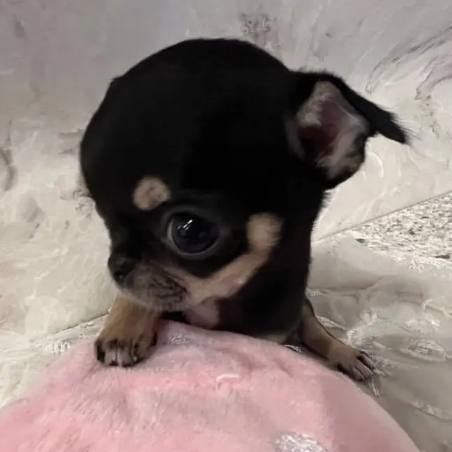 FetidTrump8027의 한유진