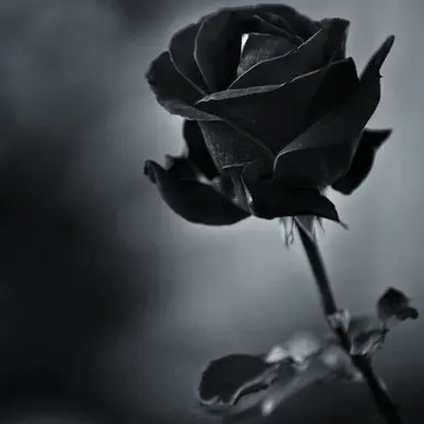 Profile image of 스카라무슈