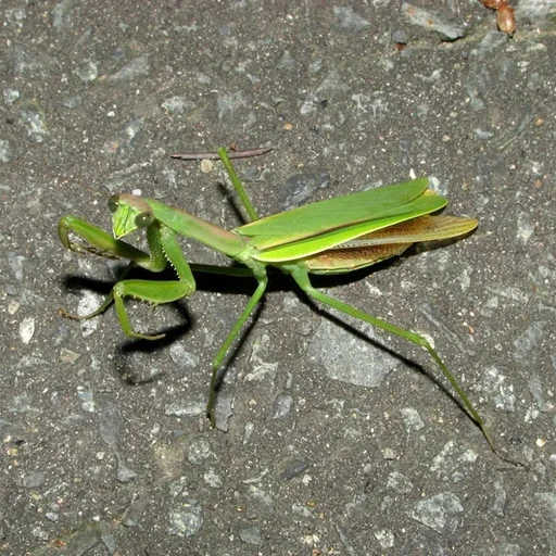 왕사마귀(암컷)