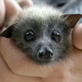 Profile image of 시아