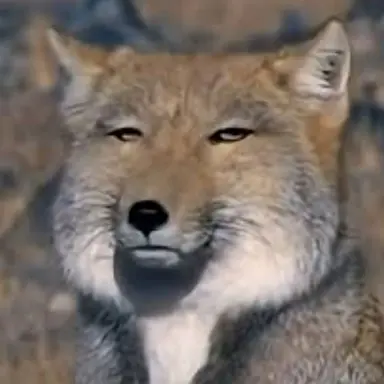 Profile image of 늑대