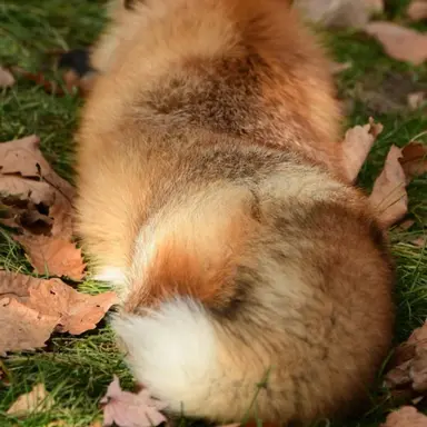 Profile image of 여우