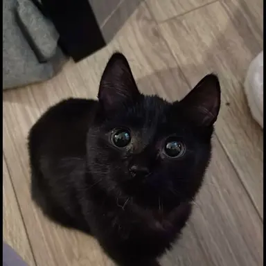 Profile image of Luna