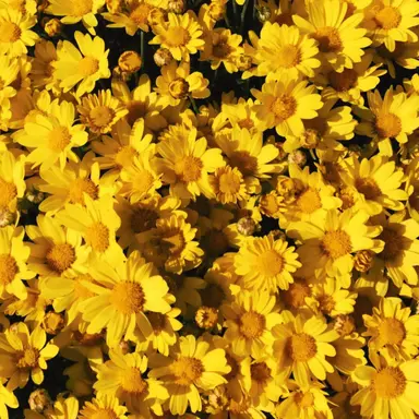 Profile image of 각별