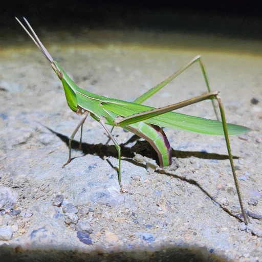 방아깨비(암컷)