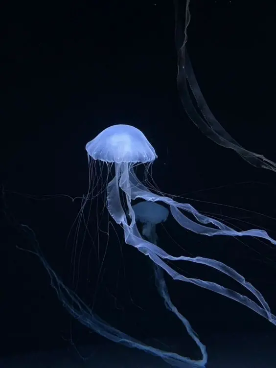 Someone_body의 阿斯巴甜