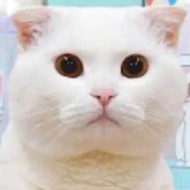 Profile image of 두부