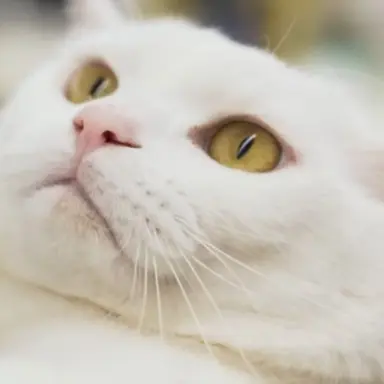 Profile image of 푸딩