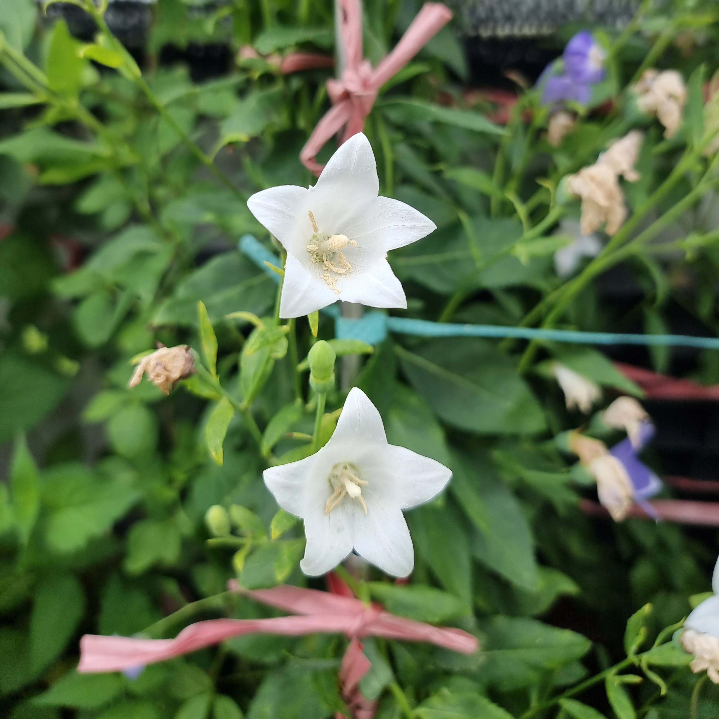 겜브링과 유저