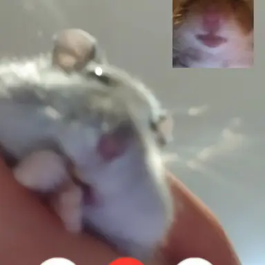 Profile image of 최숩