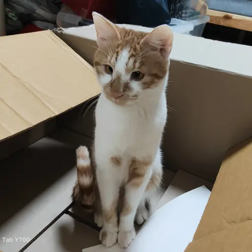 TartanLabel8870의 고양이(소담)
