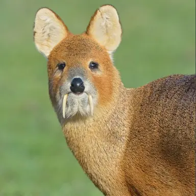 Profile image of 고라니에 미친주인장