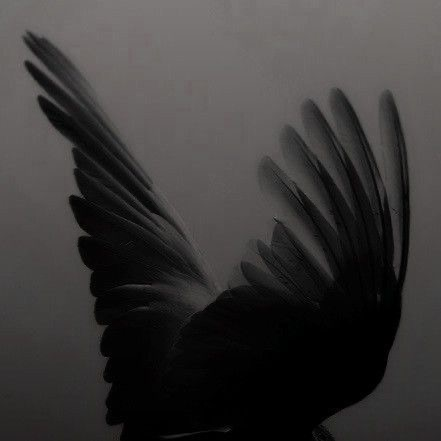 Raven 대표 이미지